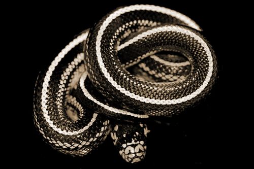 Le Livre du Serpent Noir [1] | Rat Holes